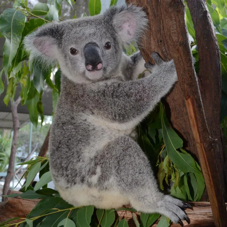 Koala Cam - San Diego Zoo