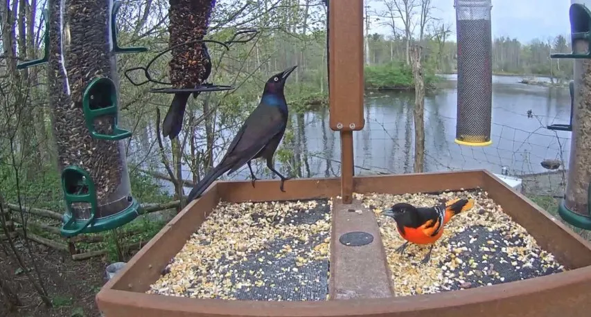 Cornell Feeders at Sapsucker Woods