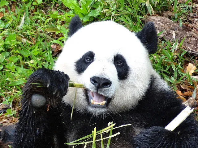 Panda Cam - San Diego Zoo