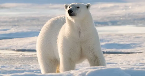 Urso Polar Cam - San Diego Zoo